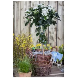 Viburnum tinus, Lorbeer-Schneeball, immergrün, 30–40 cm