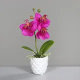 Seidenblumen Roß Mini Orchidee Real Touch 24cm im weißen Keramiktopf DP künstliche Blumen Orchideen Kunstpflanze (Fuchsia)