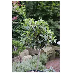 Malus pumila 'Zwergapfel', kompakt, 60 cm