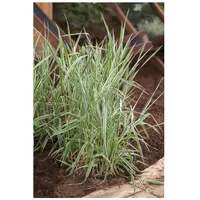 Pflanzen Für Dich Phalaris arundinacea 'Picta', Buntes Rohrglanzgras, ca.