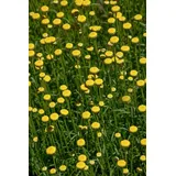 Pflanzen Für Dich Santolina Rosmarinifolia Heiligenkraut Silbrig-Grün Ca. 9x9 cm Topf