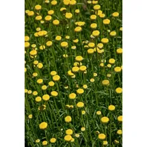Pflanzen Für Dich Santolina Rosmarinifolia Heiligenkraut Silbrig-Grün Ca. 9x9 cm Topf