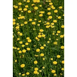 Pflanzen Für Dich Santolina Rosmarinifolia Heiligenkraut Silbrig-Grün Ca. 9x9 cm Topf