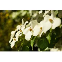 Pflanzen Für Dich Cornus kousa chinensis, Chinesischer Blumen-Hartriegel, 60–80