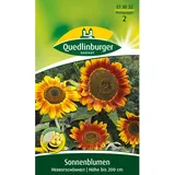 Quedlinburger Sonnenblume ''Herbstschönheit''