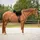 QHP Bareback Pad super soft Pony