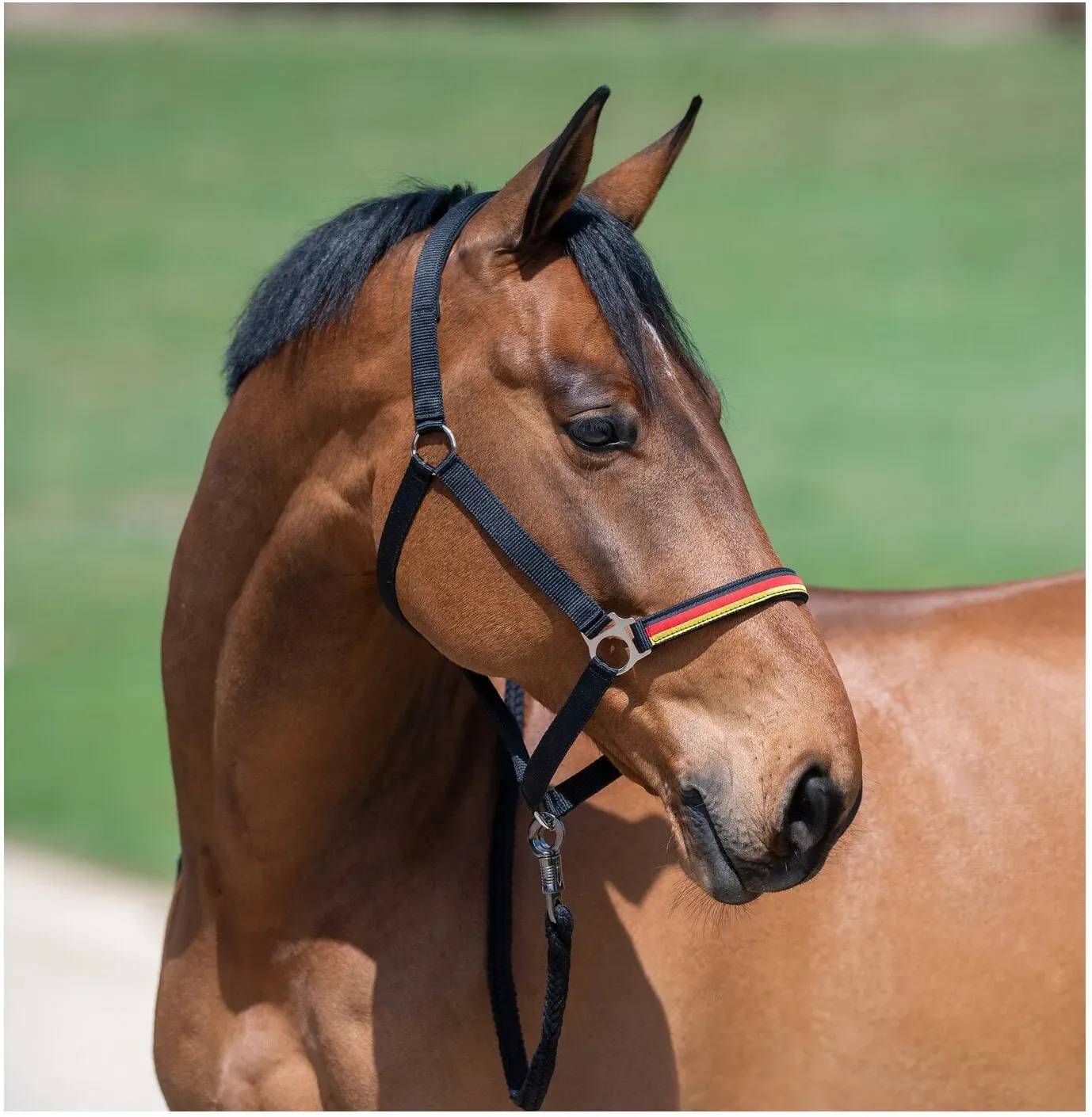 Horse-friends Halfter Deutschland WM 2026 black VB