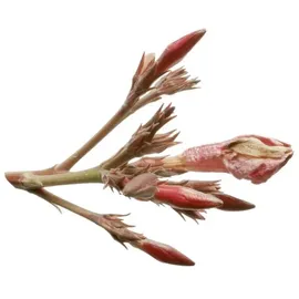 Susanne Kaufmann Hand Cream 50ml