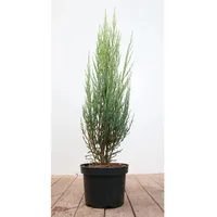 Pflanzen Für Dich Juniperus scopulorum 'Blue Arrow', Säulenwacholder, blaugrün,