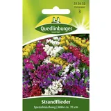 Quedlinburger Saatgut Quedlinburger Strandflieder, Spezialmischung Samen
