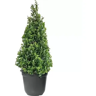 Piardino Japan-Stechpalme  (Illex crenata Jenny Pyramide, Aktuelle Wuchshöhe: 60 cm - 80 cm)