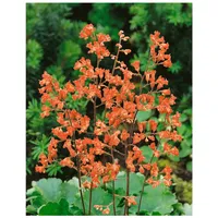 Pflanzen Für Dich Heuchera sanguinea 'Leuchtkäfer', Purpurglöckchen, leuchtend rot,