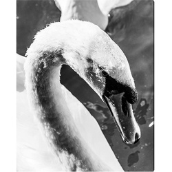 ANY IMAGE Kunstdruck »Schwan«, mehrfarbig, Alu-Dibond - bunt