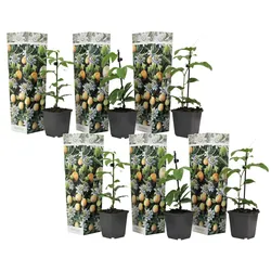 Plant in a Box - Passionsblume - 6 Stk - Passiflora edulis 'Frederick' - Höhe 25-40cm - Topf 9cm