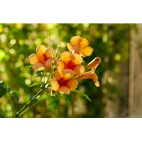 Pflanzen Für Dich Campsis radicans 'Indian Summer', Trompetenblume, orange,