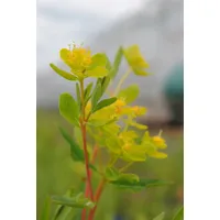 Pflanzen Für Dich Euphorbia palustris Sumpf-Wolfsmilch, ca. 9x9 cm