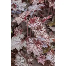 PlantaPro Heuchera micrantha 'Palace Purple' 9x9 cm Topf – Winterhart, Mehrjährig, Pflegeleicht – Purpurglöckchen – Beetstaude für Schatten & Kübel