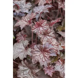 PlantaPro Heuchera micrantha 'Palace Purple' 9x9 cm Topf – Winterhart, Mehrjährig, Pflegeleicht – Purpurglöckchen – Beetstaude für Schatten & Kübel