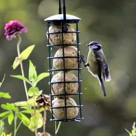 Dobar Meisenknödel (200 Stück) Fettfutter für Wildvögel ohne Netz inkl. Samenmischung