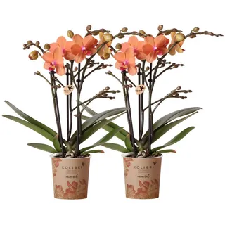 Kolibri Orchids | COMBI DEAL von 2 orange Phalaenopsis Orchideen - Bozen - Topfgröße Ø9cm blühende Zimmerpflanze - frisch vom Züchter