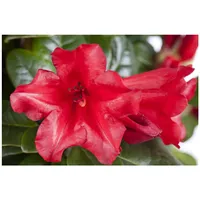 Pflanzen Für Dich Rhododendron repens 'Baden Baden', rot, 25–30