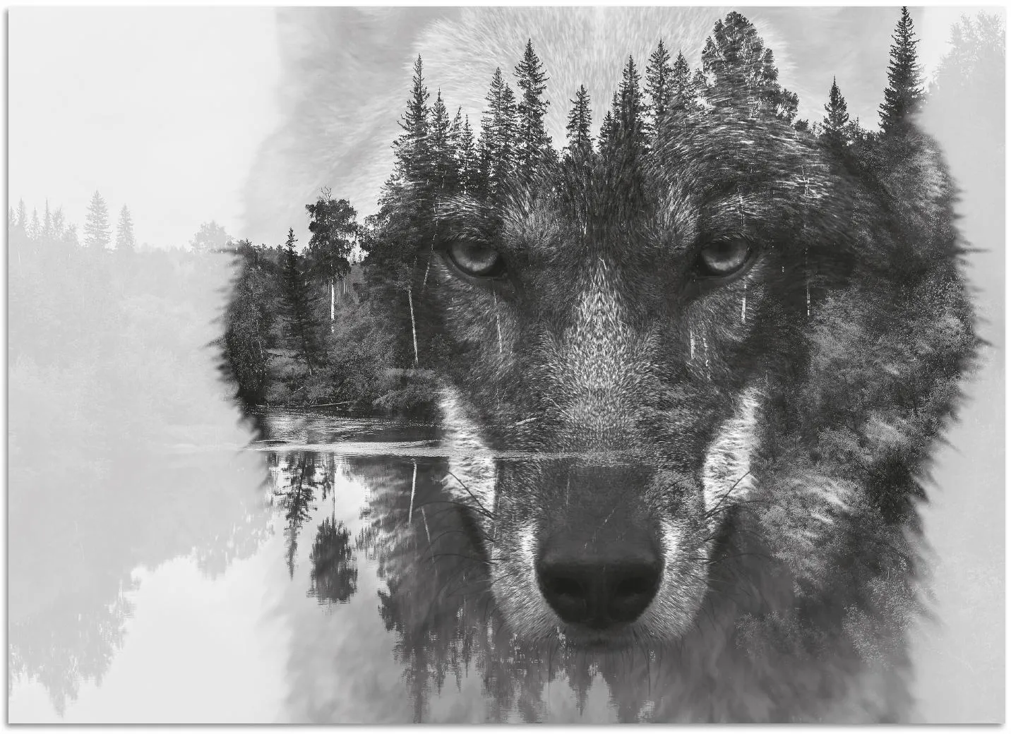 Acrylglasbild HOME AFFAIRE "Wolf" Bilder Gr. B/H: 60 cm x 40 cm, schwarz-weiß (schwarz weiß) Acrylglasbilder