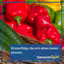 Dürr Samen Dürr-Samen | Ochsenherz-Tomaten Rugantino RZ F1 Saatgut