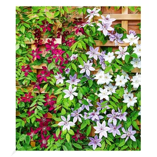 BALDUR Garten 3er Winterharte Clematis Triologie, Pflanzen im 9x9 cm-Topf, bienenfreundlich und schmetterlingsfreundlich, pflegeleicht, blühende Kletterpflanze, 3er-Farb-Mix