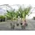 gruenwaren jakubik Trachycarpus fortunei 170 cm Palme Hanfpalme, winterhart bis -18°C