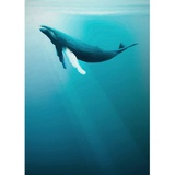 KOMAR Artsy Humpback Whale 200 x 280 cm