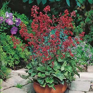 Purpurglöckchen Leuchtkäfer - Heuchera - Für Beet, Kübel und Steingarten - winterhart und mehrjährig - 1 Pflanze im 9 cm Topf von Garten Schlüter - Pflanzen in Top-Qualität