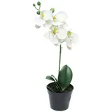 Kunstorchidee Kunstblume Phalaenopsis Orchidee CHENXU, weiß, 35 cm Orchidee (Orchidee phalaenopsis), artplants weiß