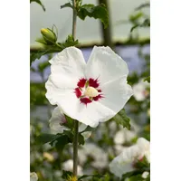Pflanzen Für Dich Hibiscus syriacus 'Red Heart' 40-60 cm