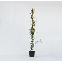 Plant in a Box - Jasmin - Trachelospermum jasminoides