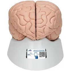 Menschliches Gehirnmodell, 8-teilig - 3B Smart Anatomy
