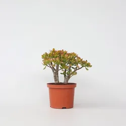 Plant in a Box - Jadepflanze - Crassula ovata 'Sunset' - Höhe 30-35cm - Topf 17cm