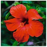 Artland Glasbild »Hawaiiblume«, Blumen, (1 St.), rot