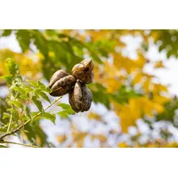 Pflanzen Für Dich Koelreuteria paniculata Fastigiata Blasenbaum 150–175