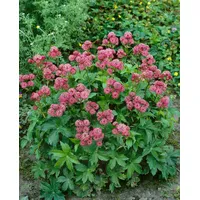 Pflanzen Für Dich Astrantia major Rosensinfonie Sterndolde, ca. 9x9