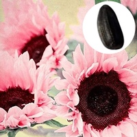Clenp 20 Stück Rosa Sonnenblumenkerne Qualitätsblumensamen, Sonnenblumenkerne für dekorative Zwecke für Garten, Innenhof, Terrasse, Das perfekte Geschenk für den Gartenliebhaber Pink