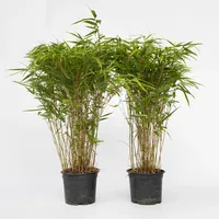 Plant in a Box - Bambus - 12 Stk