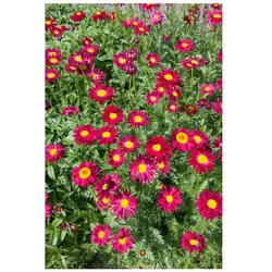 Tanacetum coccineum 'Robinsons Rot', Rote Margerite, ca. 9x9 cm Topf