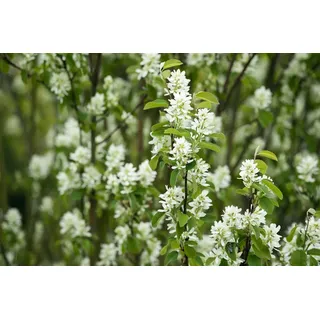 Pflanzen für Dich Gehölze Amelanchier laevis Edelweiß, 1 St., Felsenbirne, Kupfer-Felsenbirne weiß