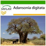 Saflax - Afrikanischer Affenbrotbaum - 6 Samen - Mit keimfreiem Anzuchtsubstrat - Adansonia digitata