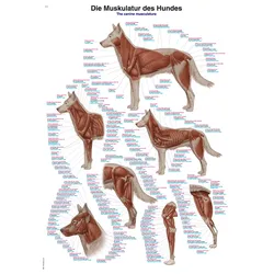 Lehrtafel Die Muskulatur des Hundes 50x70cm