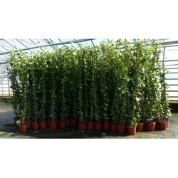 4 Stück Efeu Pflanze Hedera helix 180 - 200 cm Pyramide Säule winterhart Kletterpflanze Hecke Sichtschutz blickdicht