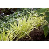 Pflanzen Für Dich Gras Hakonechloa Macra Aureola