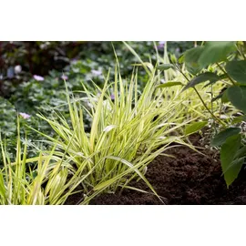Pflanzen Für Dich Gras Hakonechloa Macra Aureola