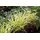 Pflanzen Für Dich Gras Hakonechloa Macra Aureola