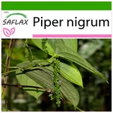 Saflax - Echter Pfeffer - Piper nigrum